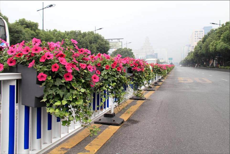 隔离带护栏绿化3